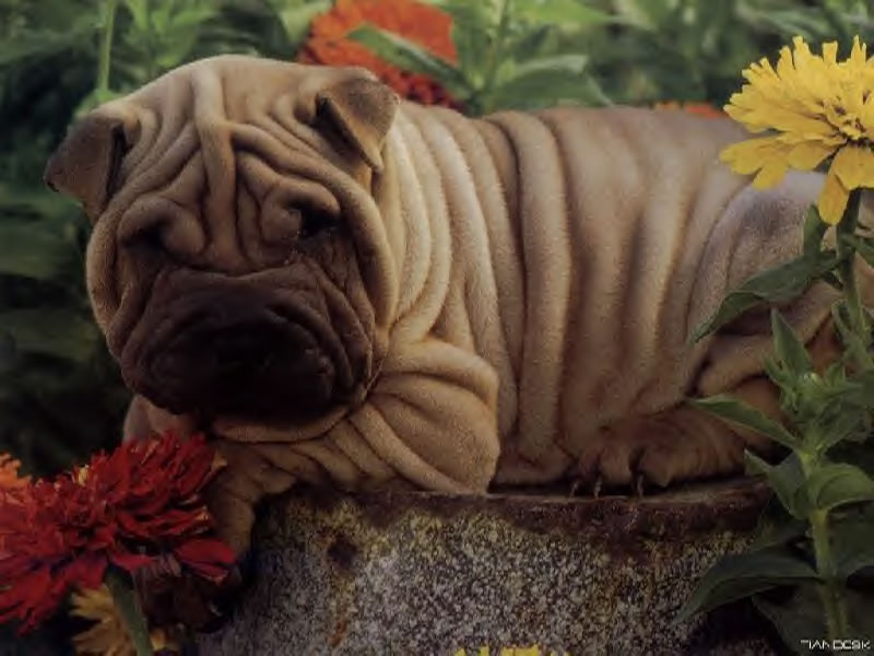 rencontre shar pei